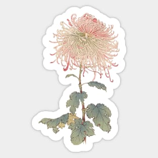 Pink Needle Chrysanthemum - Hasegawa - Traditional Japanese style - Botanical Illustration Sticker